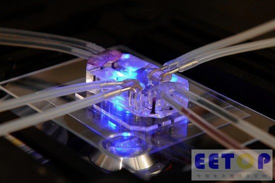 科学家研制“芯片上的器官”测试药物疗效