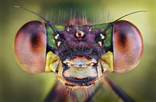 多眼昆虫电子眼问世 专为微型无人机打造