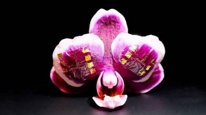 增加了可折叠高性能防水晶体管的生物传感器 可长期植入大脑