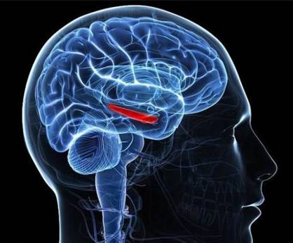 增加了可折叠高性能防水晶体管的生物传感器 可长期植入大脑 