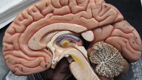 增加了可折叠高性能防水晶体管的生物传感器 可长期植入大脑